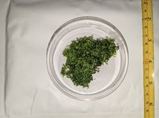 Hemianthus callitrichoides cub for sale  LONDON
