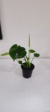 Monstera deliciosa live for sale  Seattle