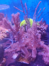 Kenya trees coral for sale  STOCKPORT