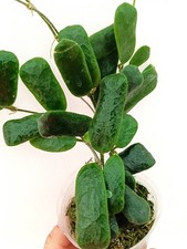 Hoya rotundiflora usato  Massa di Somma