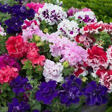 Petunia double pirouette for sale  DUDLEY