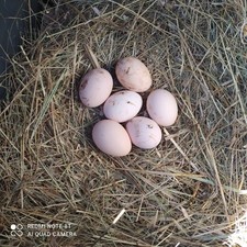 Uova fertili australorp usato  Trieste
