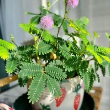 100 sensitive plant for sale  Katy