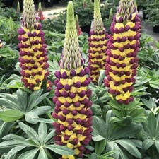 80001248 lupine bicolor gebraucht kaufen  Reutlingen