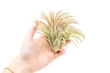 Tillandsia ionantha rubra for sale  Saint Augustine