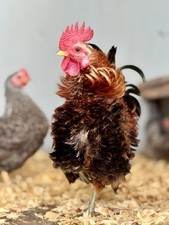 Fertile serama hatching for sale  Smithville