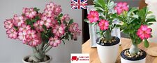 Desert rose seeds for sale  BROCKENHURST