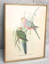 lithographie oiseaux anciennes d'occasion lithographie oiseaux anciennes d'occasion  Saint-Didier-sur-Chalaronne