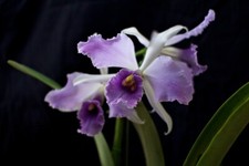 Cattleya lc. roebling for sale  CHELMSFORD