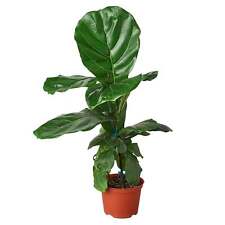 Ficus lyrata fiddle for sale  Marshall