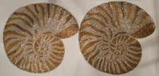 Coastal sea shell for sale  Blackwood