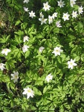 anemonen gebraucht kaufen  Wildsteig