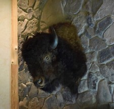 Genuine buffalo shoulder for sale  White Lake