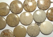 Strand petoskey fossil for sale  Mesa