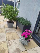 Bay leaf tree for sale  LEICESTER