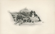 CAVALIER KING CHARLES SPANIEL ANTIGO 1906 IMPRESSÃO DE ARTE DE CACHORRO Artista ARTHUR WARDLE comprar usado  Enviando para Brazil