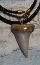 Mako shark tooth d'occasion  Expédié en Belgium