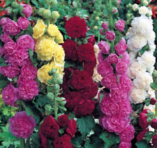 Stockrosen mischung alcea gebraucht kaufen  Griesheim