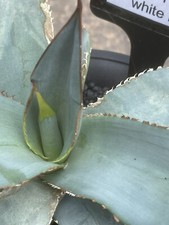 17cm agave titanota for sale  SHEFFIELD