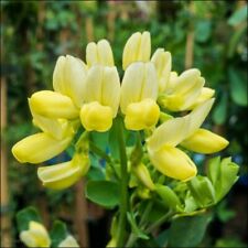 Coronilla glauca citrina for sale  NORTHWICH