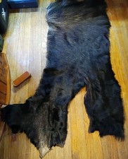 Alaskan moose ass for sale  Hammond