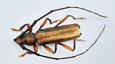Cerambycidae xystrocera festiv gebraucht kaufen  Wadern
