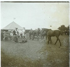 ânes chevaux cirque d'occasion  Paris V