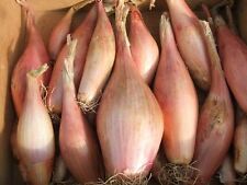 Vegetable shallot zebrune for sale  WREXHAM