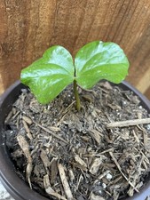 One live plant for sale  Napa