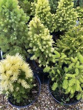 Ornamnental dwarf pine for sale  MARCH