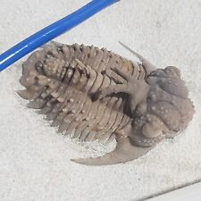 Hoplolichas furcifer trilobite for sale  Oaklyn