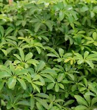 Schefflera green plant for sale  Seffner