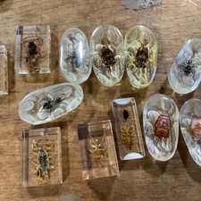 Real insect specimen for sale  MANSFIELD