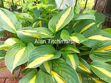 Hosta alan titchmarsch gebraucht kaufen  Hesel