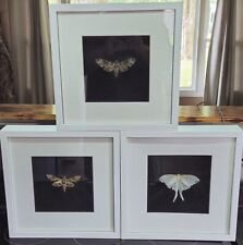 Real moths mounted for sale  Mansfield