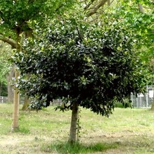 Ilex aquifolium english for sale  SOUTHAMPTON