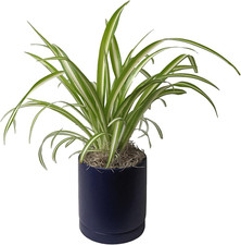 Spider plant variegated for sale  Denver