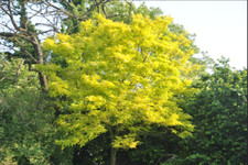 Gleditsia triacanthos sunburst for sale  NEWRY