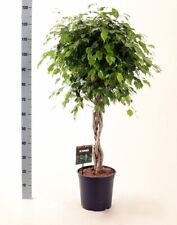 Birkenfeige ficus benjamina gebraucht kaufen  Wurzen