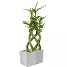 Grower choice braided for sale  Los Angeles