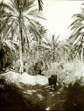 Maghreb tunisie tozeur d'occasion  Paris V