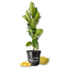 Jackfruit tree live for sale  USA