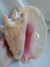 Large pink horned for sale  Chicago