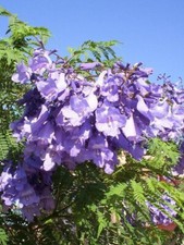 Palisanderholzbaum jacaranda m gebraucht kaufen  Dortmund