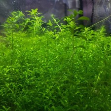 Pearlweed plant stems for sale  BRADFORD
