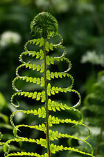 Mystery ferns premium for sale  Clarksville