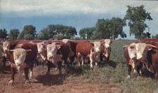 White face herd for sale  Savannah