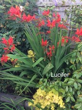 Crocosmia lucifer corms for sale  NEWCASTLE UPON TYNE