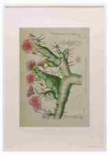 Lansdell 1921 sarcocaulon for sale  UK