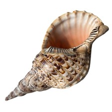 Grand coquillage naturel d'occasion  Massy